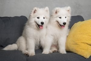 Samoyed