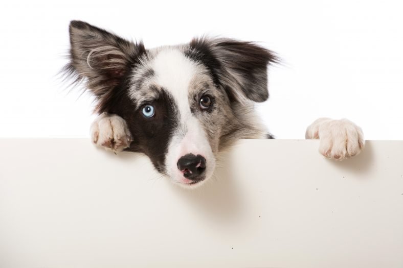 collie eye anomaly collie eye anomaly