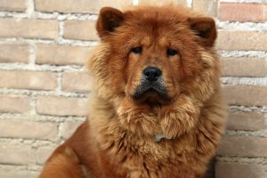 Chow Chow