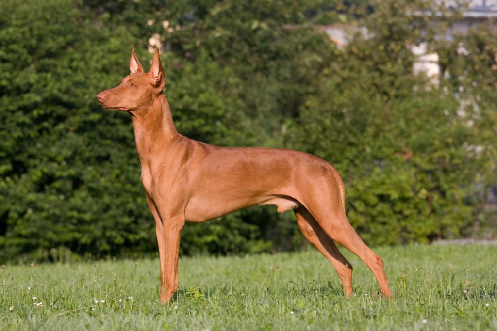 Most Expensive Dog Breeds Find Out The Top 10 Now!
