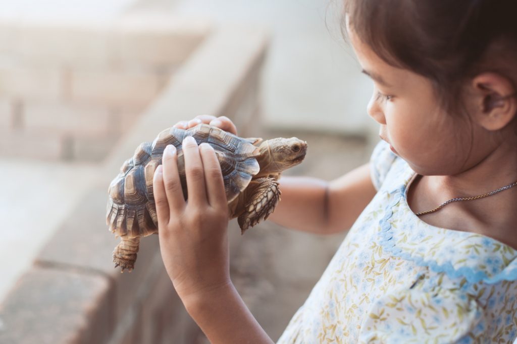 Pet Insurance For Reptiles Best Exotic Insurance For Snakes & Lizards