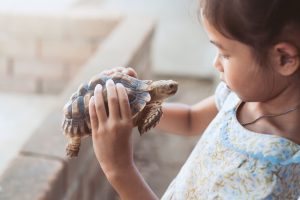 pet insurance for reptiles