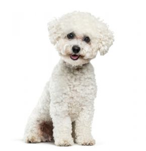 Bichon frise hypoallergenic dog