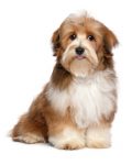 Havanese hypoallergenic dog