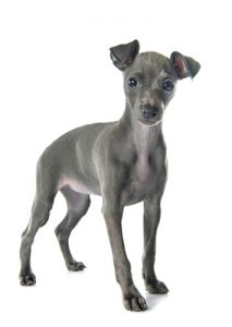 italian greyhound temperament