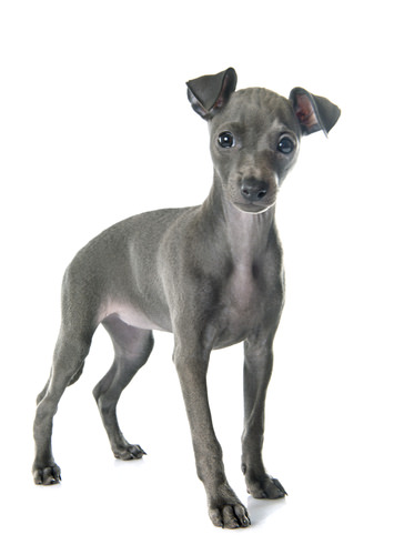 how tall are italian greyhounds