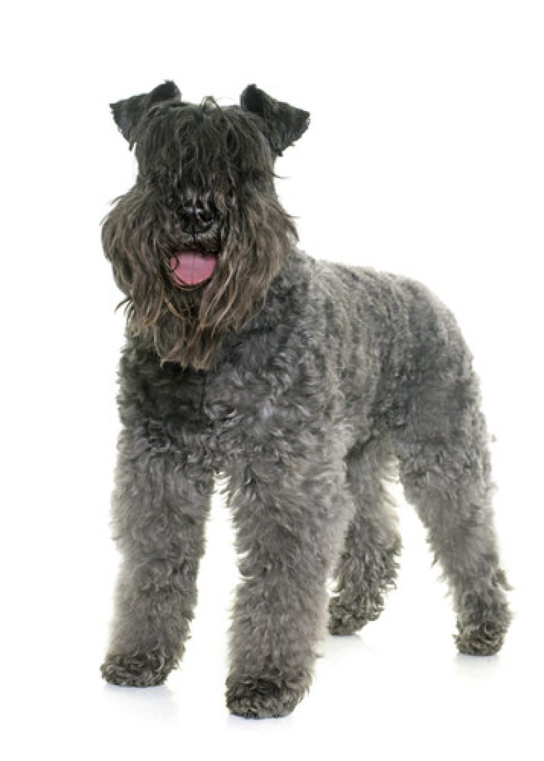 Kerry Blue Terrier Dog Breed Information, Personality & Health Concerns