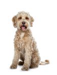 Labradoodle Hypoallergenic Dog