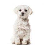 Maltese hypoallergenic dog