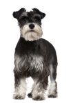 Miniature Schnauzer hypoallergenic dog