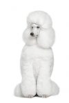 Poodle Hyopoallergenic Dog