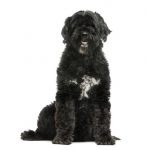 Portuguese Water Dog Hypoallergenic Dog