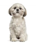 Shih Tzu hypoallergenic dog