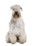 Soft Coated Wheaten Terrier Hypoallergenic Dog