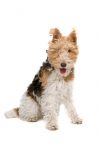 Wire Fox Terrier hypoallergenic dog