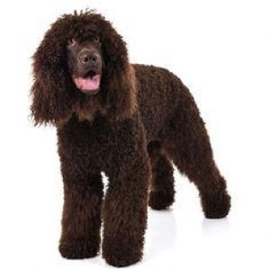 irish water spaniel hypoallergenic dog