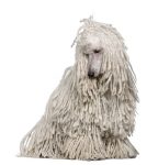 White Corded standard Poodle sitting in front of white background