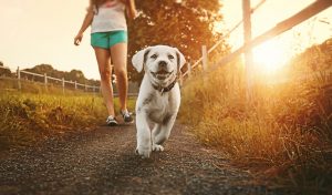 girl walking white lab puppy