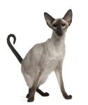 Balinese hypoallergenic cat