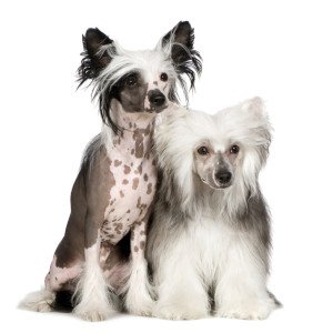 Chinese Crested Dogs