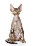 Devon Rex hypoallergenic cat