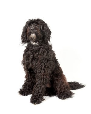 Portuguese water dog and golden best sale retriever mix