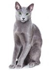 Russian Blue hypoallergenic cat