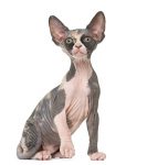 Sphynx hypoallergenic cat