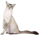 javanese hypoallergenic cat