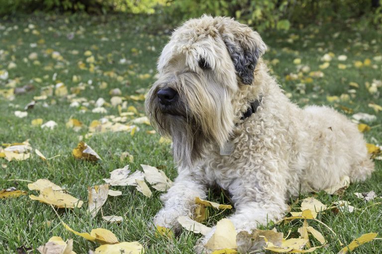Soft Coated Wheaten Terrier Breed Information, Personality, and More