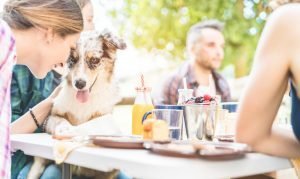 Dog eating blueberries