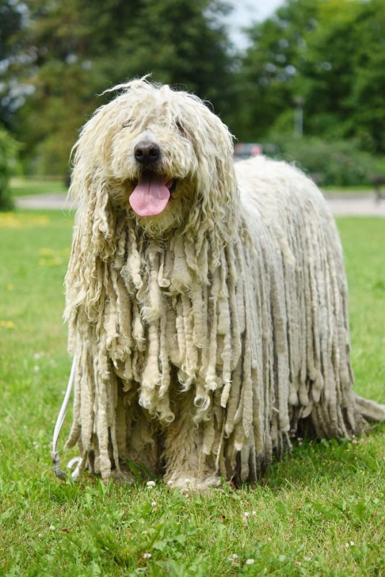 Komondor Dog Breed Characteristics, Personality & Health Information