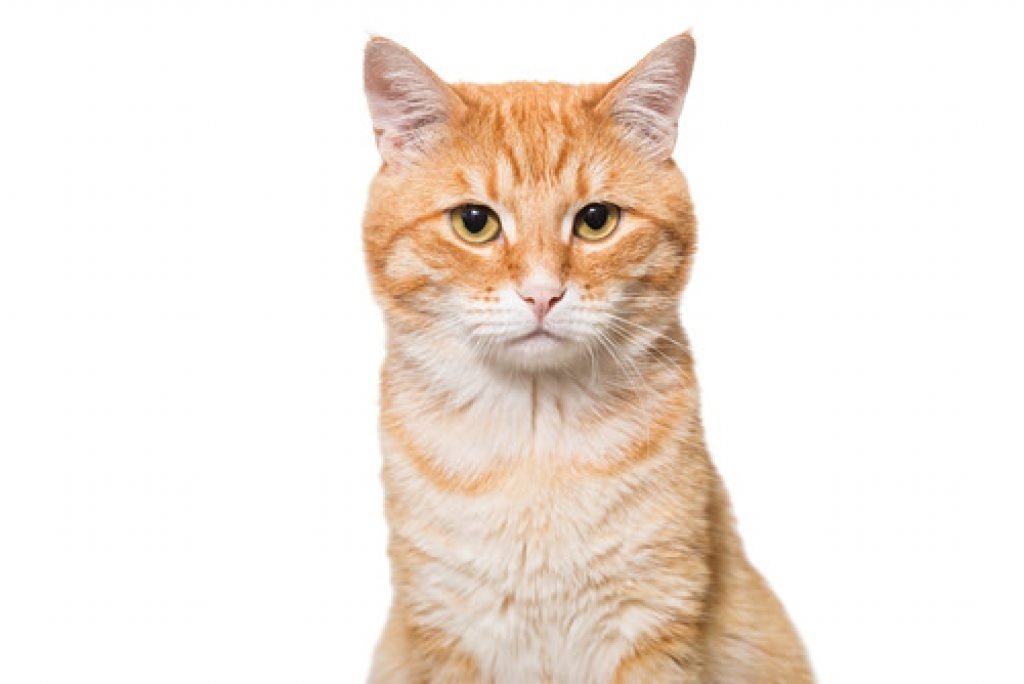 Orange Tabby Cat