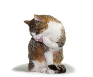 brown and white cat grooming its paw