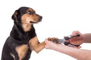 dog getting nails cut