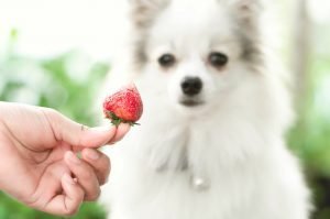 Can dogs eat strawberries