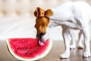 Jack Russell dog eating watermelon