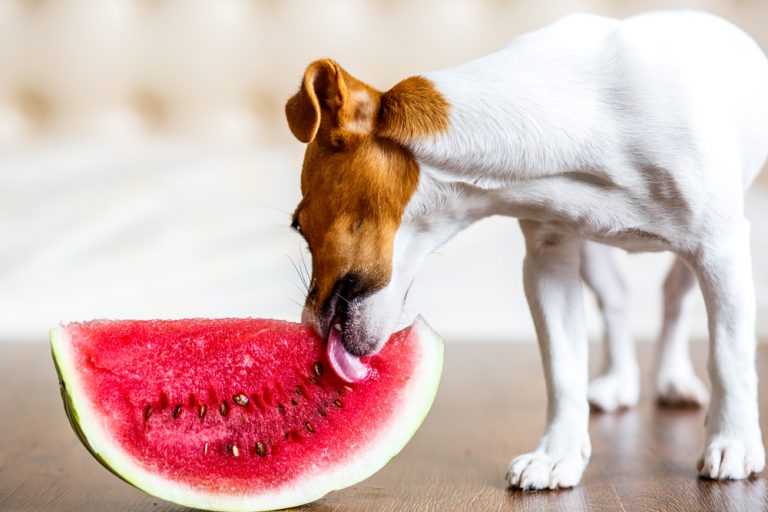 Can Dogs Eat Watermelon? Are Melons Toxic to Dogs?