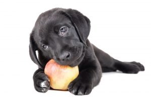 dog eating apple