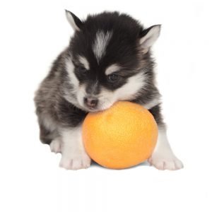 puppy dog eating an orange