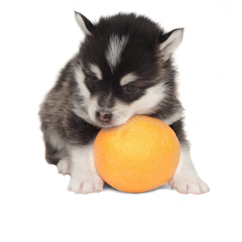Can Dogs Eat Oranges? Are Oranges Toxic or Safe for Dogs?