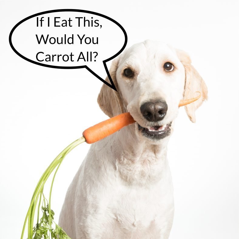Can Dogs Eat Carrots? You Shouldn't Carrot All, They're Healthy!