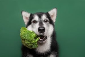 Dog chewing on broccoli