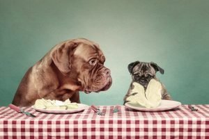 Dogs eating lettuce