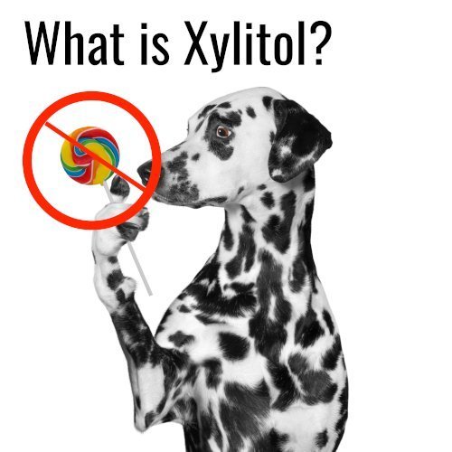 Xylitol Poisoning in Dogs