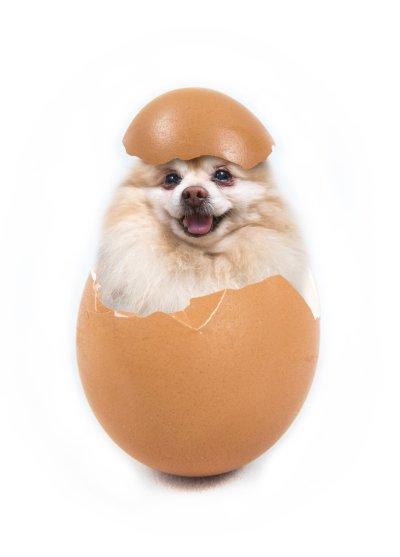 can my dog have an egg every day