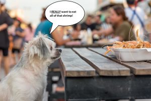 Dog staring at shrimp