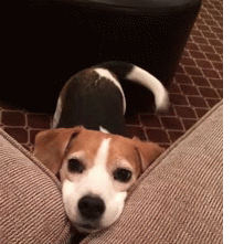 dog wagging tail gif