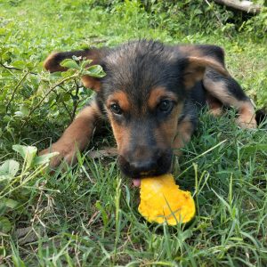 Puppy eating a piece of mango