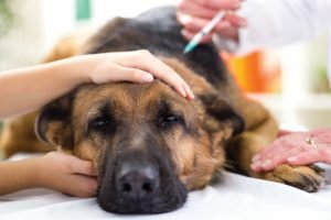 German Shepherd getting vaccine 